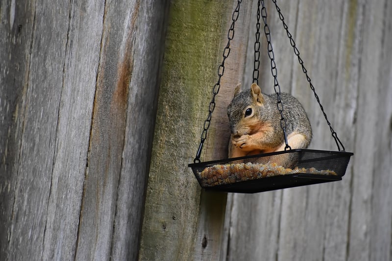 Plastic Bottle Bird Feeder